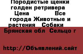 Породистые щенки голден ретривера › Цена ­ 25 000 - Все города Животные и растения » Собаки   . Брянская обл.,Сельцо г.